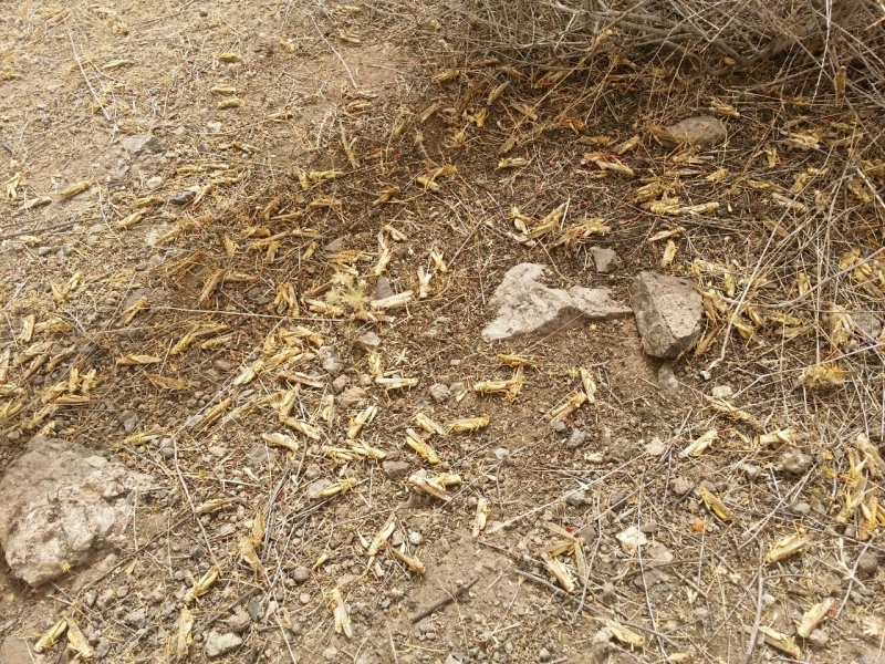 مبارزه با آفت ملخ در سطح ۲ هزار هکتار از اراضی کشاورزی شهرستان قزوین