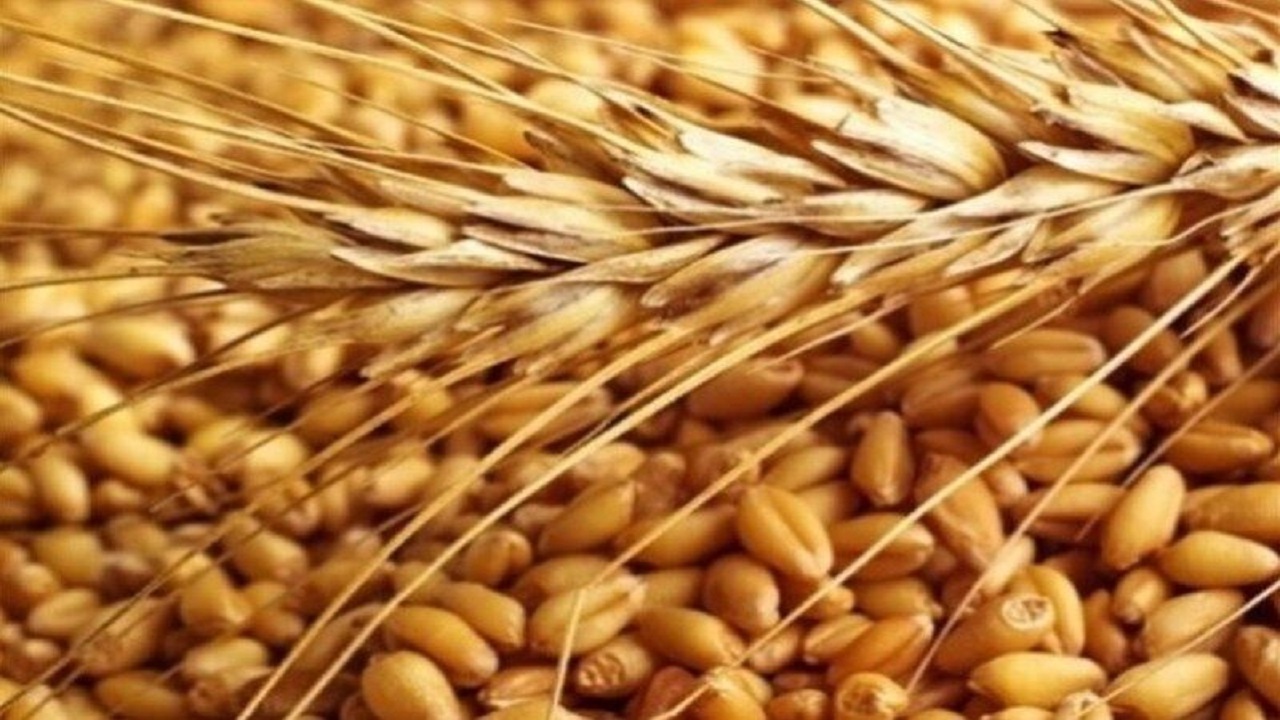 ۱۱ هزار تن بذر گندم از کشاورزان بوشهری خریده می‌شود