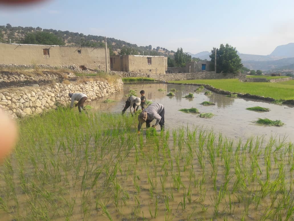 جهاد کشاورزی در عمل حامی کشاورزان باشد